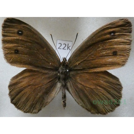 Satyrus ferula petrina (Silbernagel, Thurner 1964) male Greece22k